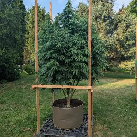 OG Kush Outdoor