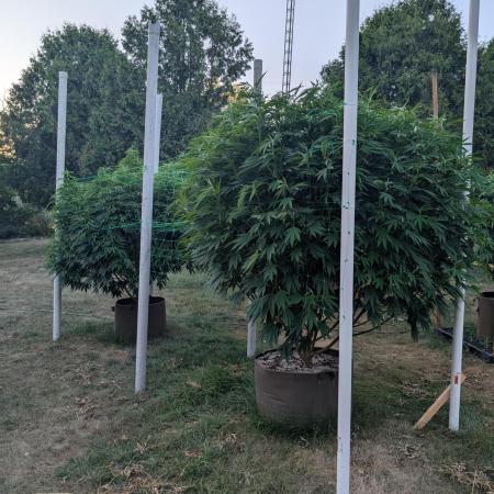 Kush Cookies Outdoor