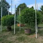 Kush Cookies Outdoor