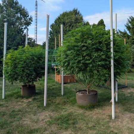 Kush Cookies Outdoor