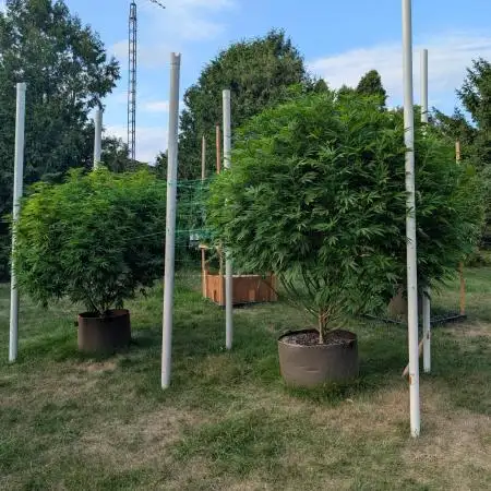 Kush Cookies Outdoor
