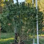 Kush Cookies Outdoor