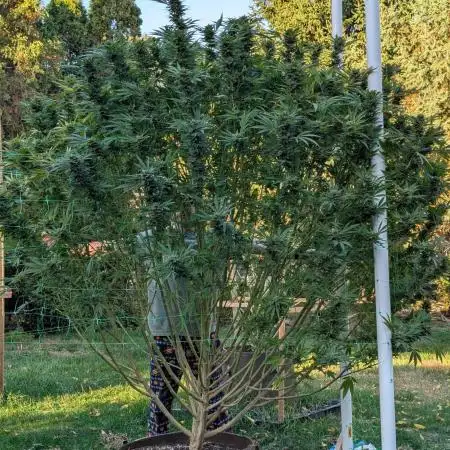 Kush Cookies Outdoor