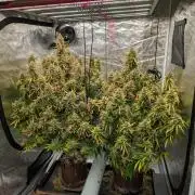 Caring for Angry Bears