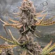 Kushberry Round 2