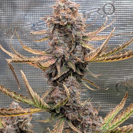 Kushberry Round 2