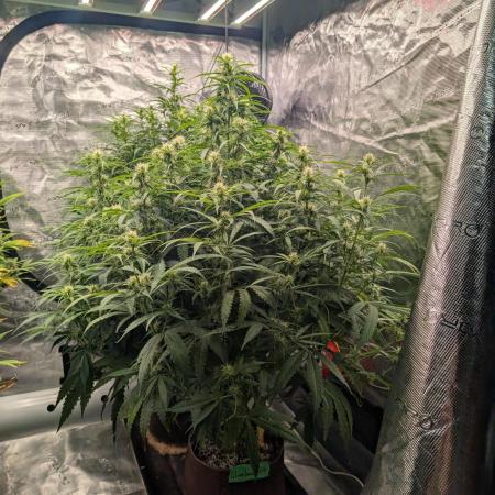 Caring for Angry Bears