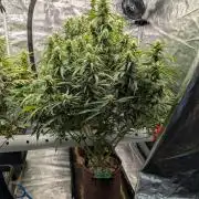 Caring for Angry Bears