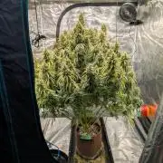 Caring for Angry Bears