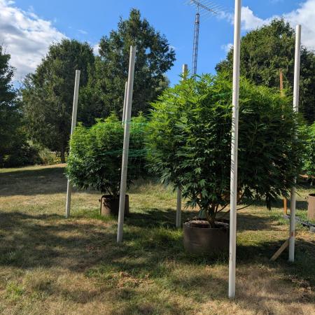 Kush Cookies Outdoor