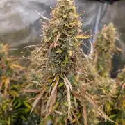 Caring for Angry Bears