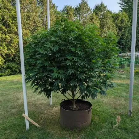 Kush Cookies Outdoor