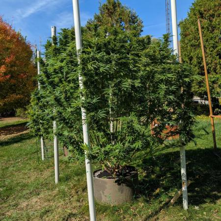 Kush Cookies Outdoor