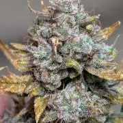 Tasty Blues