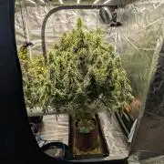 Caring for Angry Bears