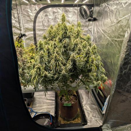 Caring for Angry Bears