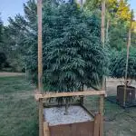OG Kush Outdoor