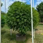 Kush Cookies Outdoor