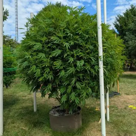 Kush Cookies Outdoor