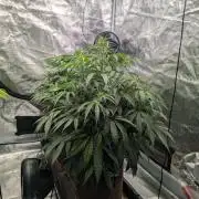 Caring for Angry Bears