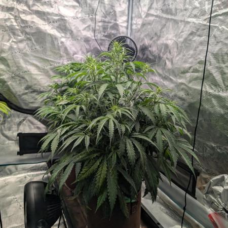 Caring for Angry Bears