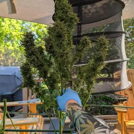 OG Kush Outdoor