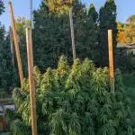 OG Kush Outdoor