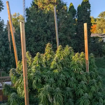 OG Kush Outdoor