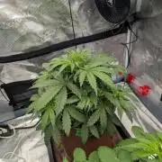 Caring for Angry Bears