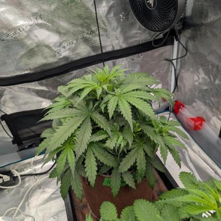 Caring for Angry Bears