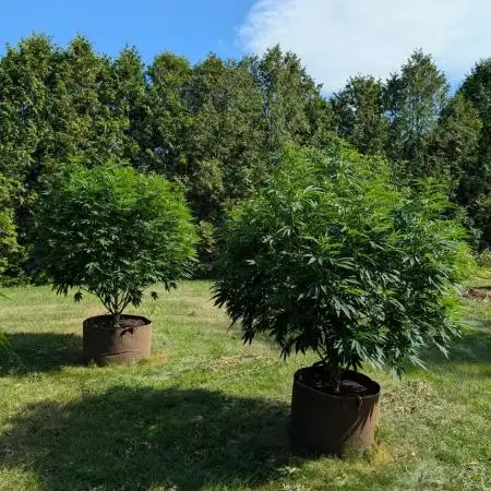 Kush Cookies Outdoor