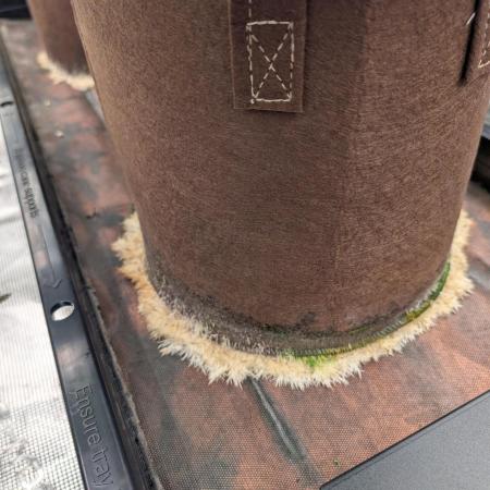 Caring for Angry Bears