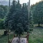 OG Kush Outdoor