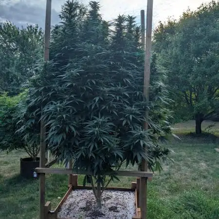 OG Kush Outdoor