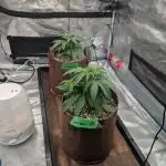 Caring for Angry Bears