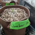 Caring for Angry Bears