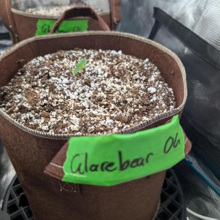 Caring for Angry Bears