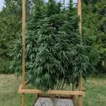 OG Kush Outdoor