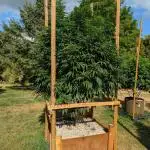 OG Kush Outdoor