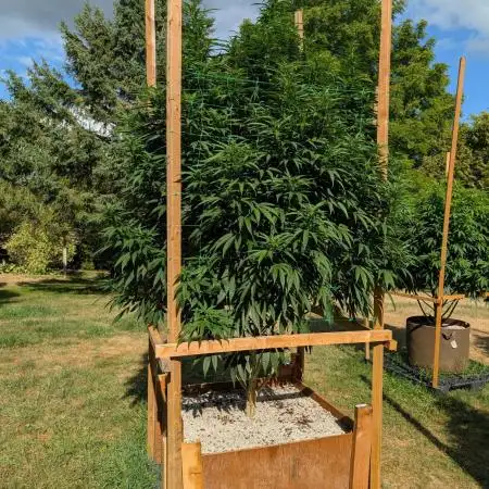 OG Kush Outdoor