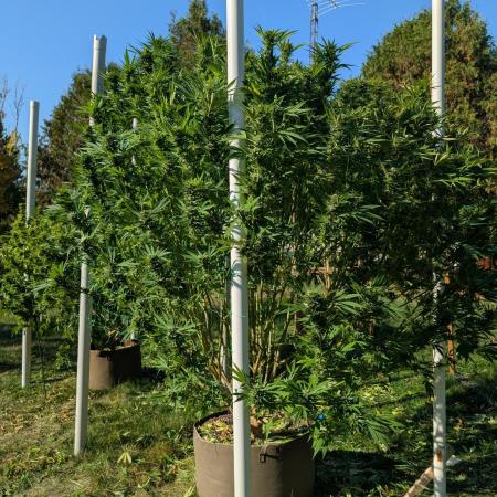 Kush Cookies Outdoor