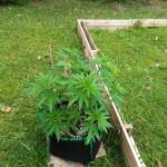Strawberry glue