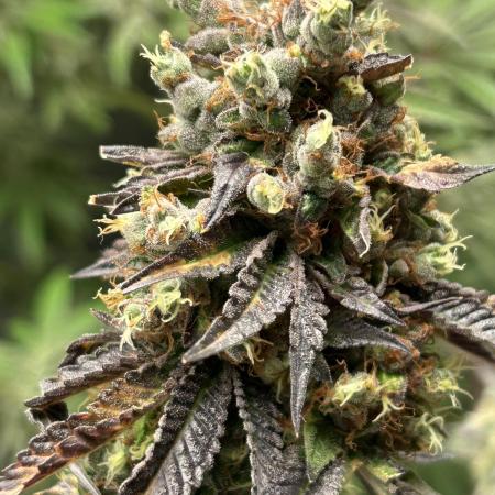 Clone Mix