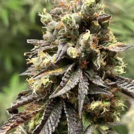 Clone Mix