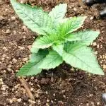 Txomango Winter Season 2025