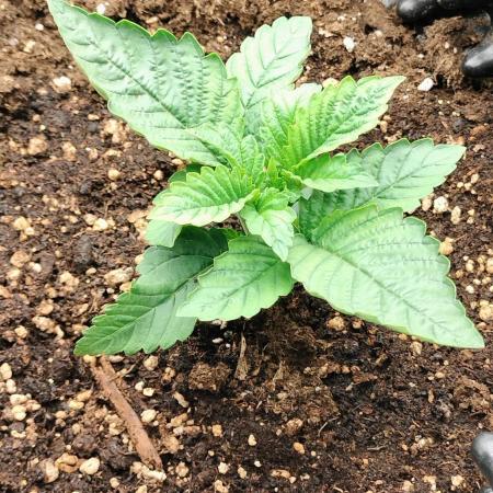 Txomango Winter Season 2025