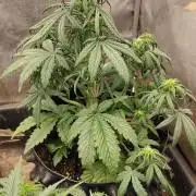 Winter Auto-42 Buds-Lemon Cherry Cookies