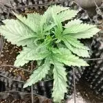 Animal Mints Cogolandia Bulk Winter 25