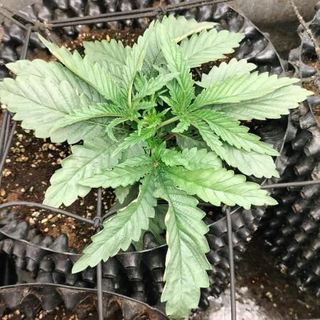 Animal Mints Cogolandia Bulk Winter 25