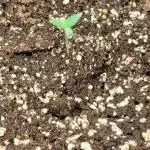 Animal Mints Cogolandia Bulk Winter 25